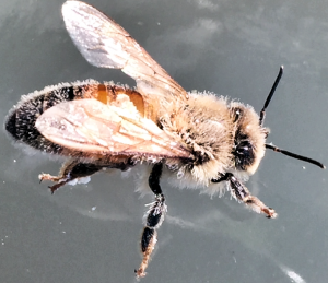 Varroa Mite Treatment with Oxalic Acid