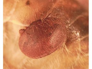 Honey Bee Pests, Parasites and Predators - Asiatic Bee Mite
