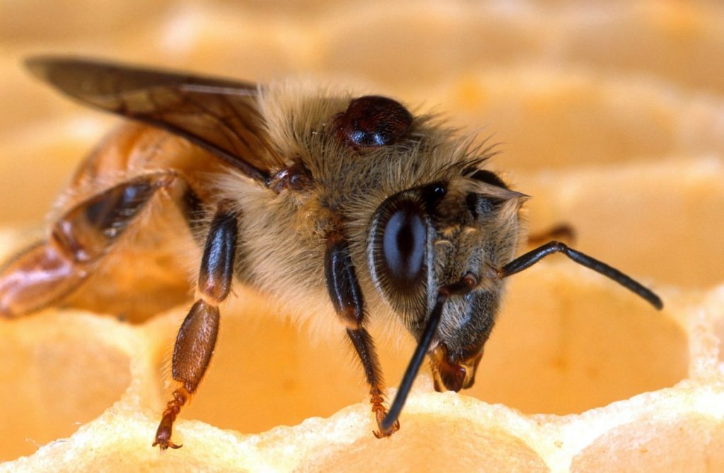 Varroa Mite Treatment with Oxalic Acid