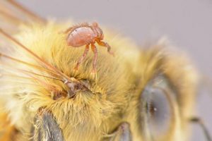 Honey Bee Pests, Parasites and Predators - Bee Louse