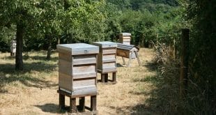 How to Build a Homemade Hive Stand