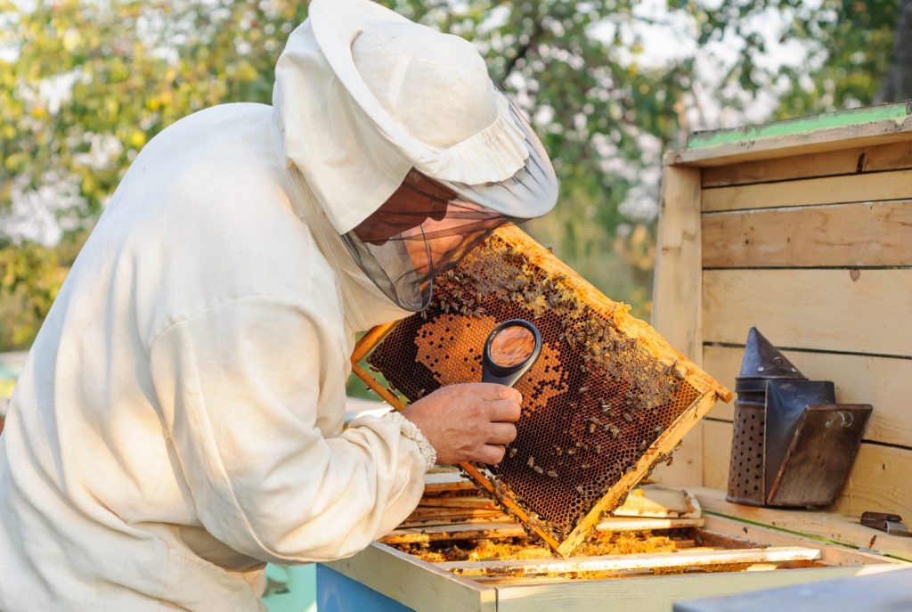 Becoming a Beekeeper - Conducting Your First Beehive Inspection