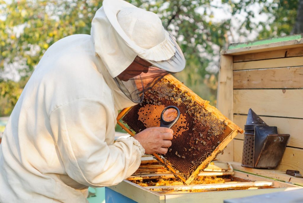 Homeade Varroa Mite Treatment - Natural Varroa Mite Control