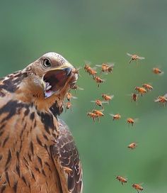 Honey Bee Pests, Parasites and Predators - Birds