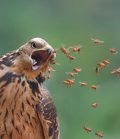 Keeping Mason Bees - Predators