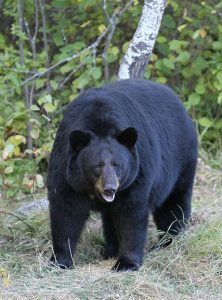 Honey Bee Pests, Parasites and Predators - Black Bear