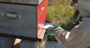 Varroa Mite Treatment with Oxalic Acid