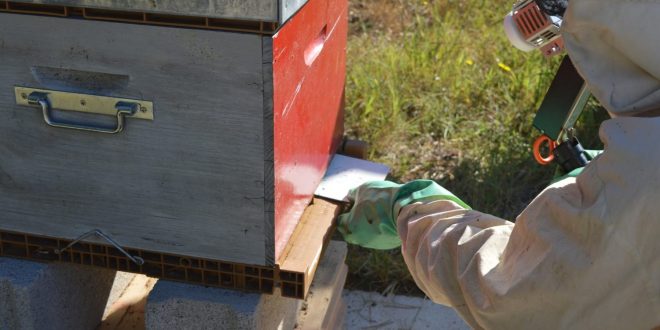 Varroa Mite Treatment with Oxalic Acid