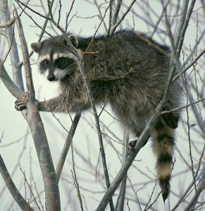 Honey Bee Pests, Parasites and Predators - Raccoons