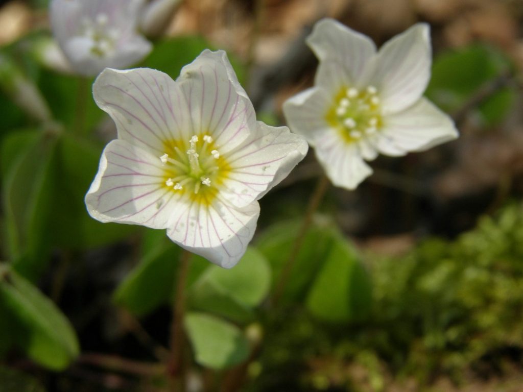 Oxalic Acid Fogger - The Sorrel Oxalis Acetosella