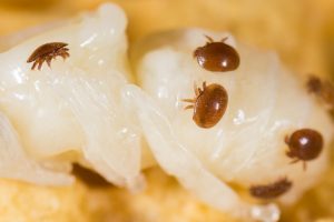 Varroa Mites