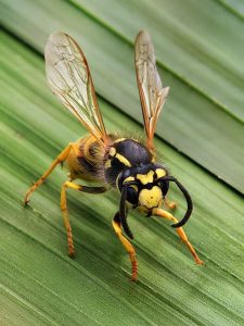 Honey Bee Pests, Parasites and Predators - Wasps