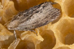 Wax Moths in Beehives - Greater Wax Moth