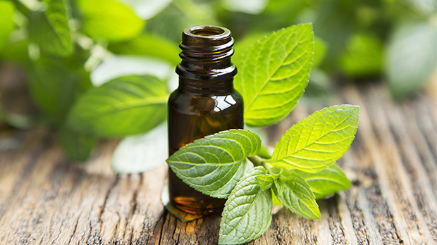 Using Essential Oils with Honeybees - Peppermint Oil
