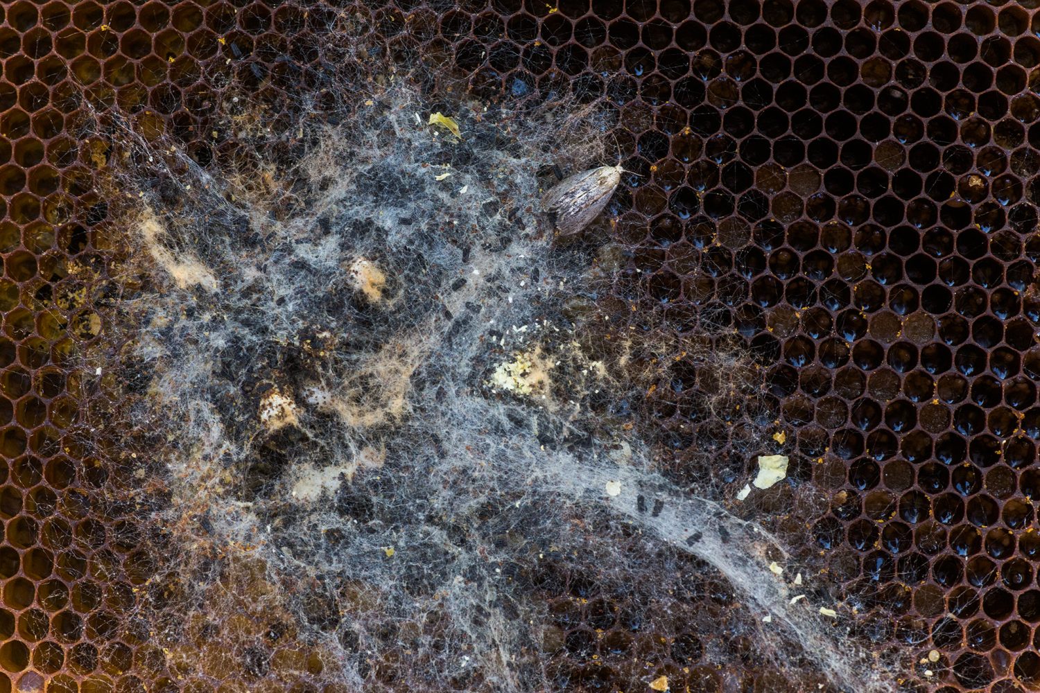 10 strips  Bee Wax moth insects kills Beehives Deodorization Stop Mole