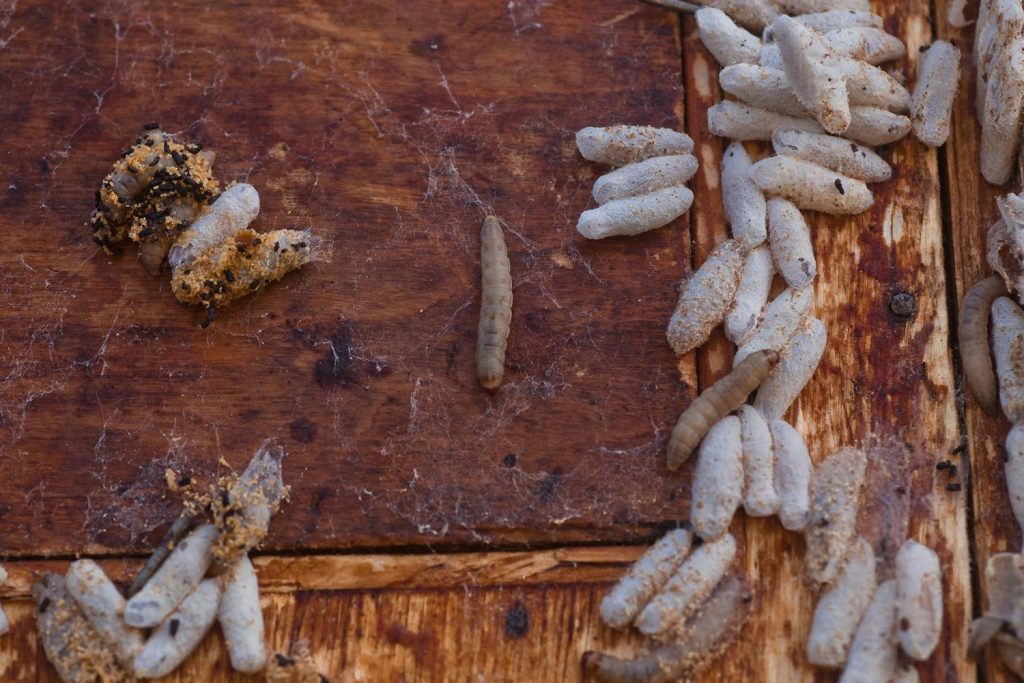 Wax Moths in Beehives - Wax Moth Infestation