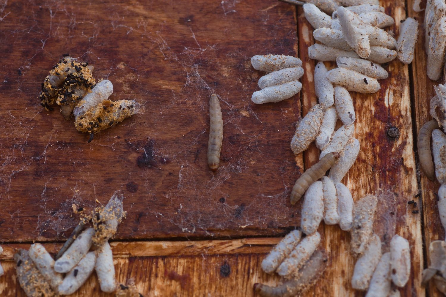 How to Get Rid of Wax Moths in Beehives