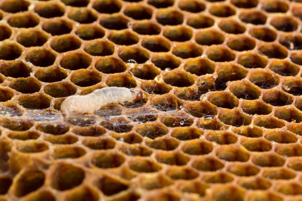 Wax Moths in Beehives - Wax Moth Larvae