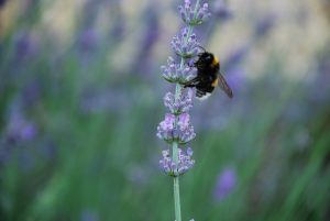 Using Essential Oils with Honeybees