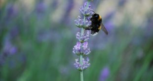 Using Essential Oils with Honeybees