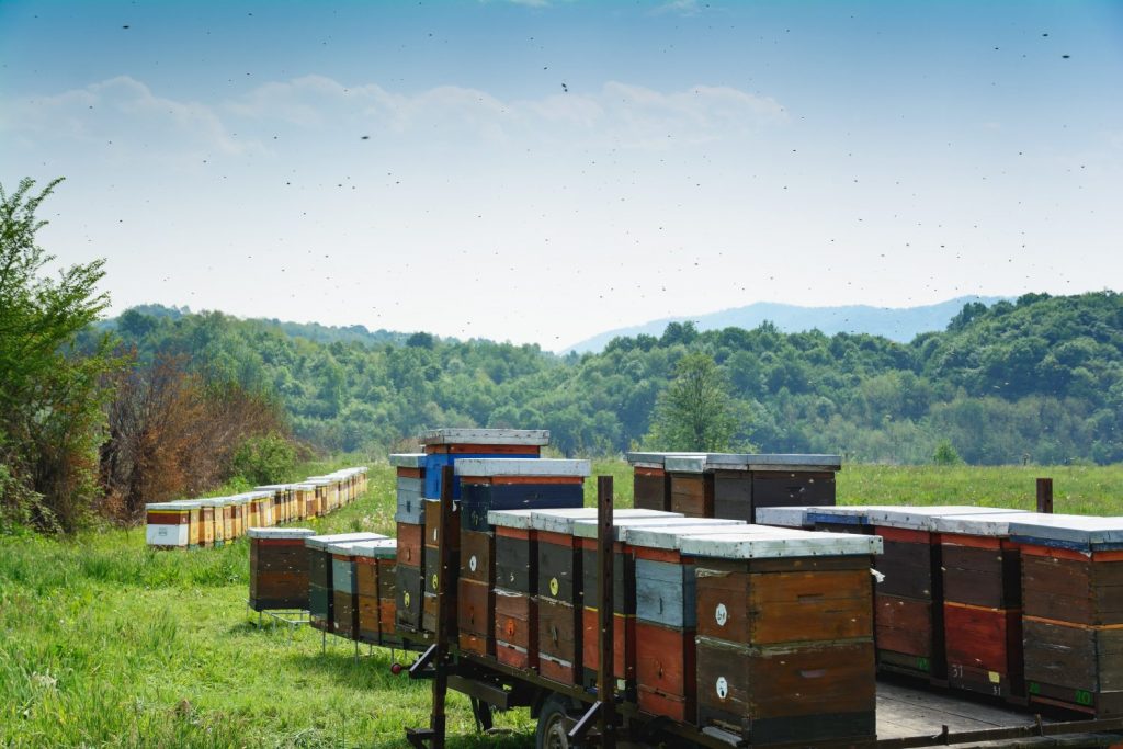 How to Start a Honey Business - Estimated Investment Needed for a 1,000 Colony Bee Operation