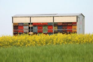 How to Start a Honey Business - Number of Hives Needed