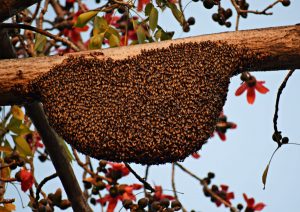 Bee Swarm