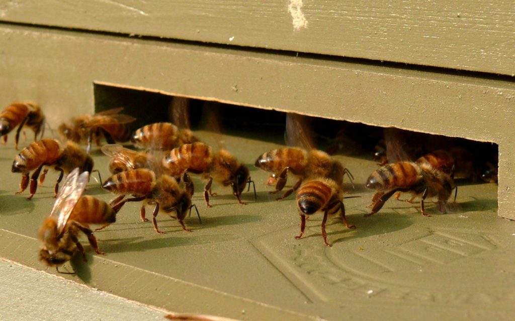 How to Build a Langstroth Beehive