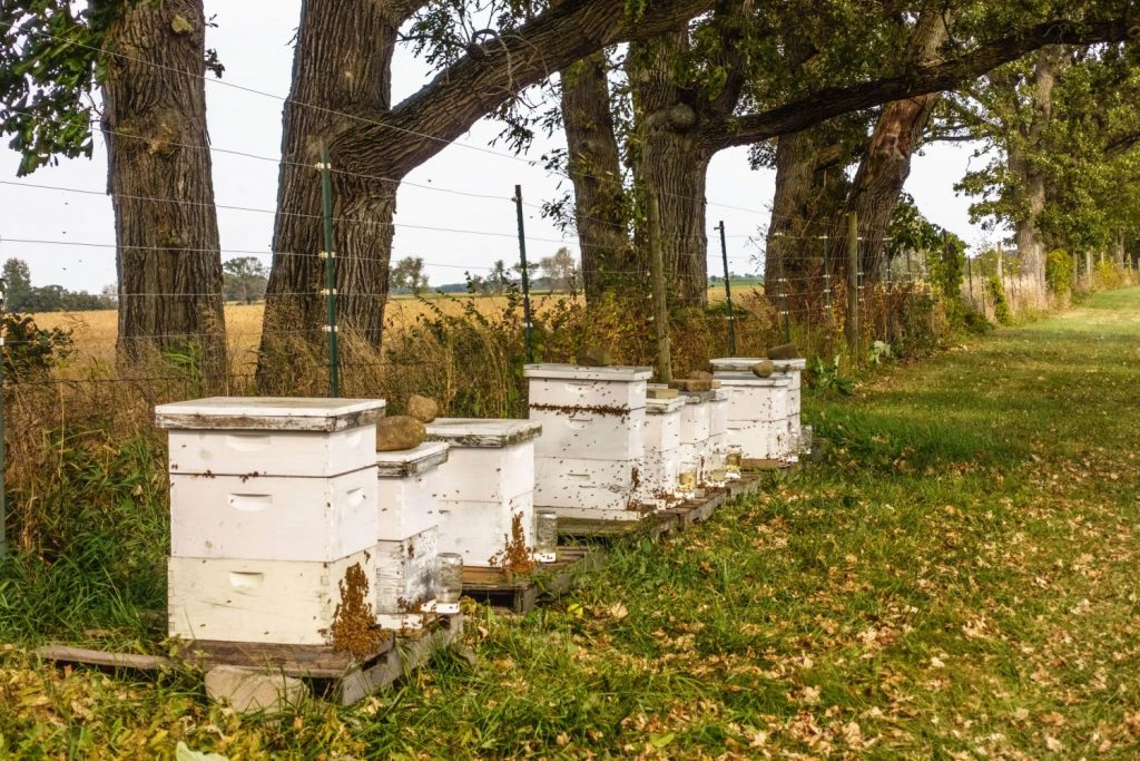 Beehive Theft Prevention and Security