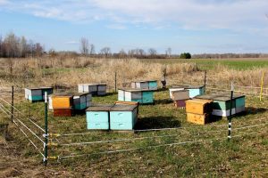How to Protect Honeybees from Bears - Fencing