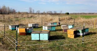 Beehive Theft Prevention and Security