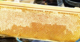 Best Bee Hive Frames for Sale