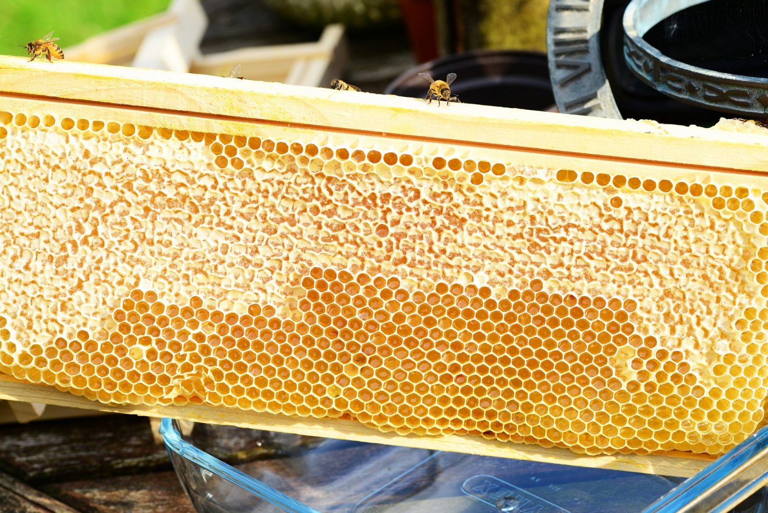 10 PACK Assembled Bee Hive Frame Waxed Natural Foundation Honey Box Set Keep