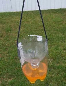 How to Make a Yellow Jacket Trap - 2-Liter Bottle Yellow Jacket Trap