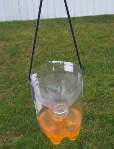 yellow jacket trap