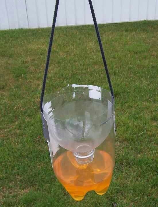 How To Make A Yellow Jacket Trap Diy Beekeeping