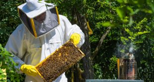 Beginner Beekeeping Mistakes