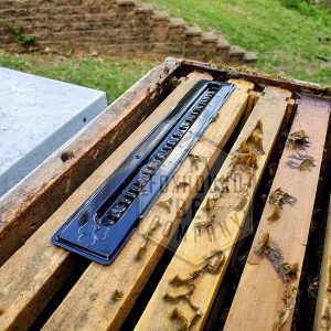 Best Hive Beetle Traps - Foxhound Bee Company Small Hive Beetle Trap for Naturally Trapping Hive Beetles in Oil