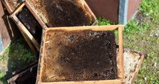 How to Get Rid of Hive Beetles
