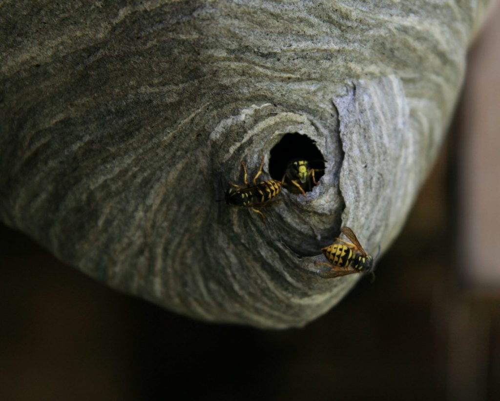 Protect Honey Bees from Yellow Jackets - Locating Nests