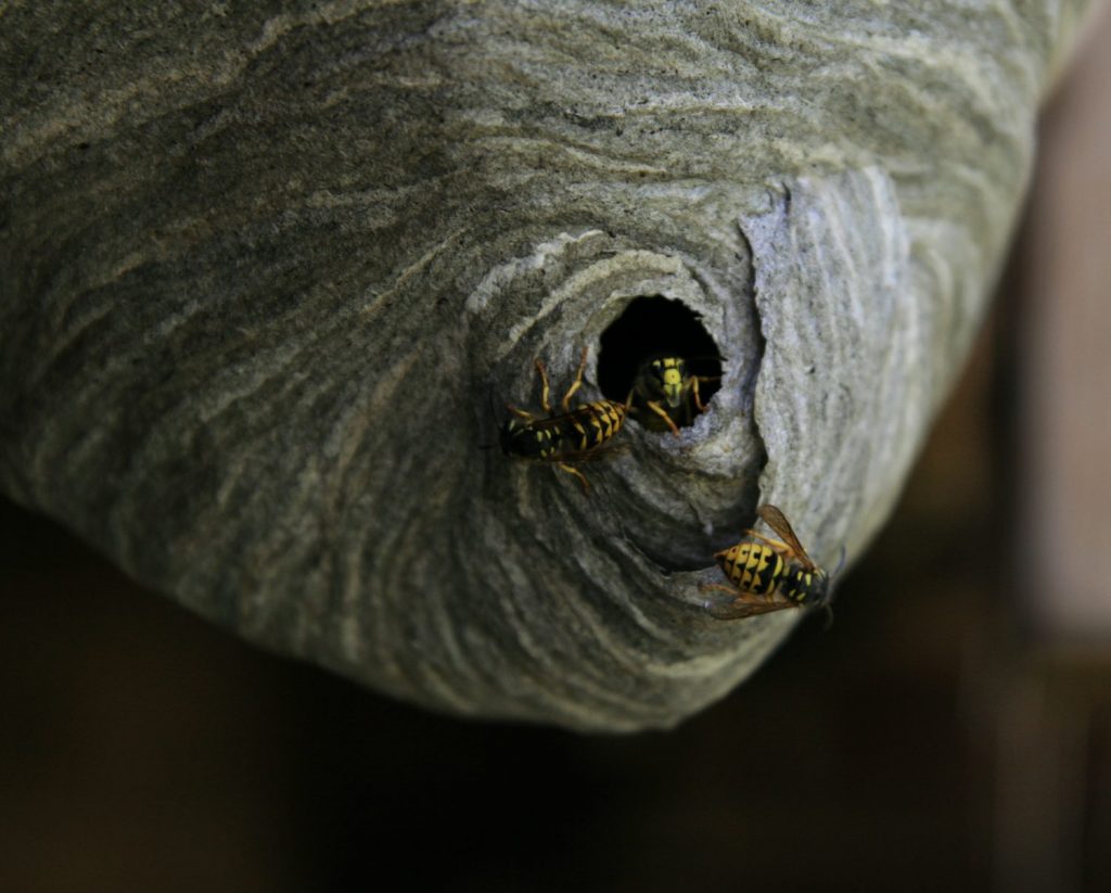 Schützen Sie Honigbienen vor Yellow Jackets - Nester lokalisieren