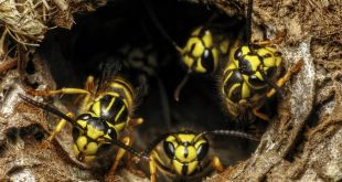 Protect Honey Bees from Yellow Jackets