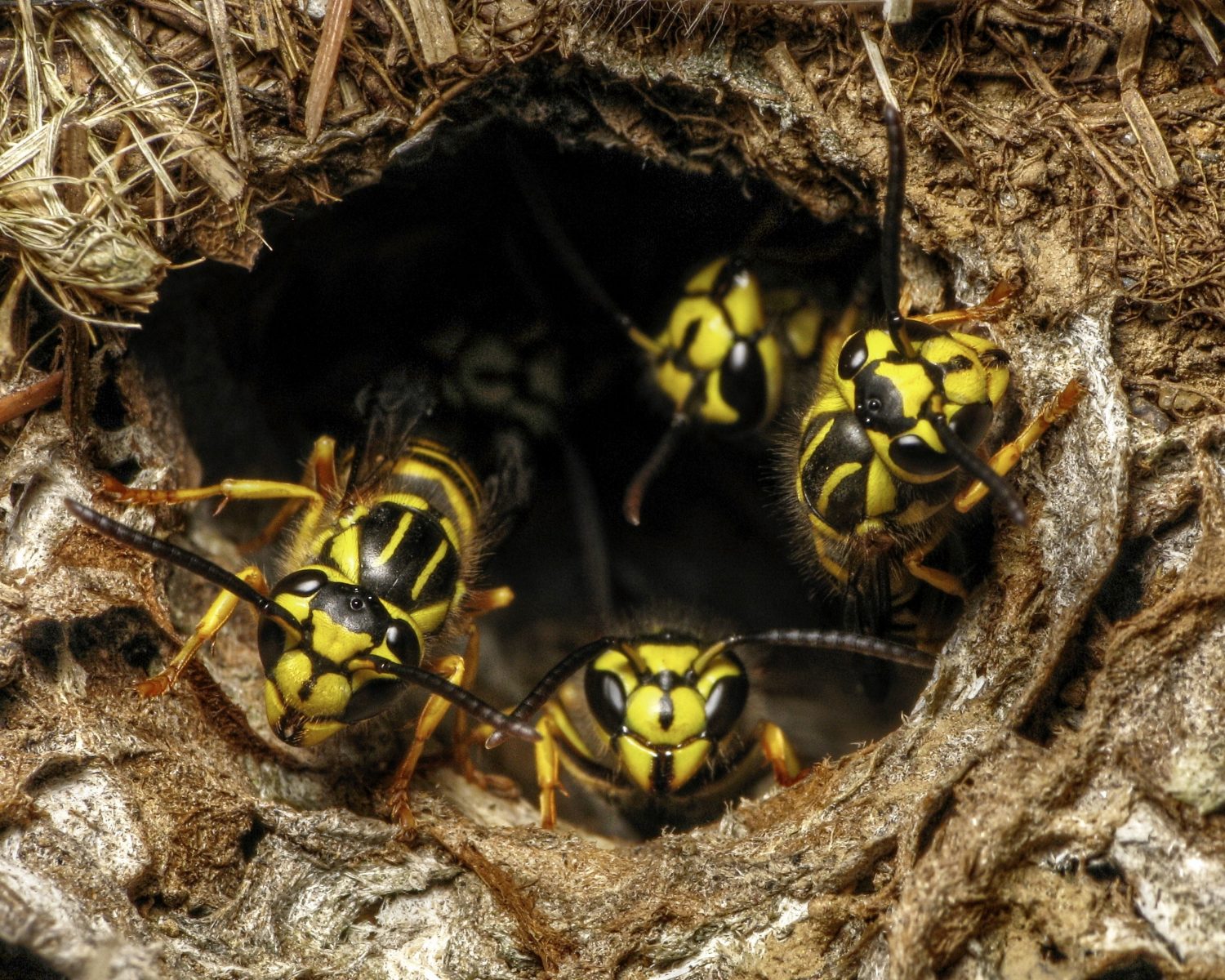 How to Protect Honey Bees from Yellow Jackets - BeeKeepClub