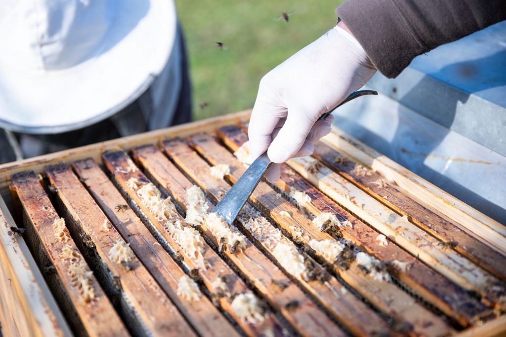 How to Clean Beehive Frames