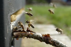 Beginner Beekeeping Mistakes - Evaluating Colony Health by Beehive Traffic