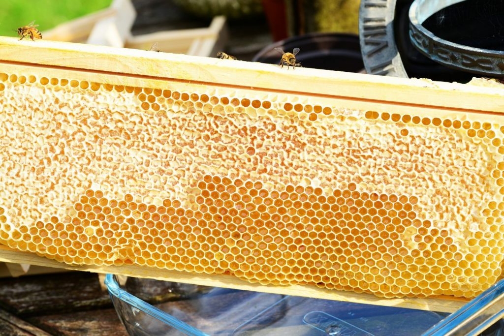 How to Clean Beehive Frames and Foundation