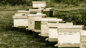 Beginner Beekeeping Mistakes - The Location of your Apiary