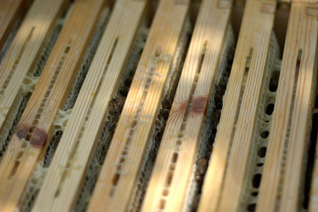 How to Clean Beehive Frames and Foundation
