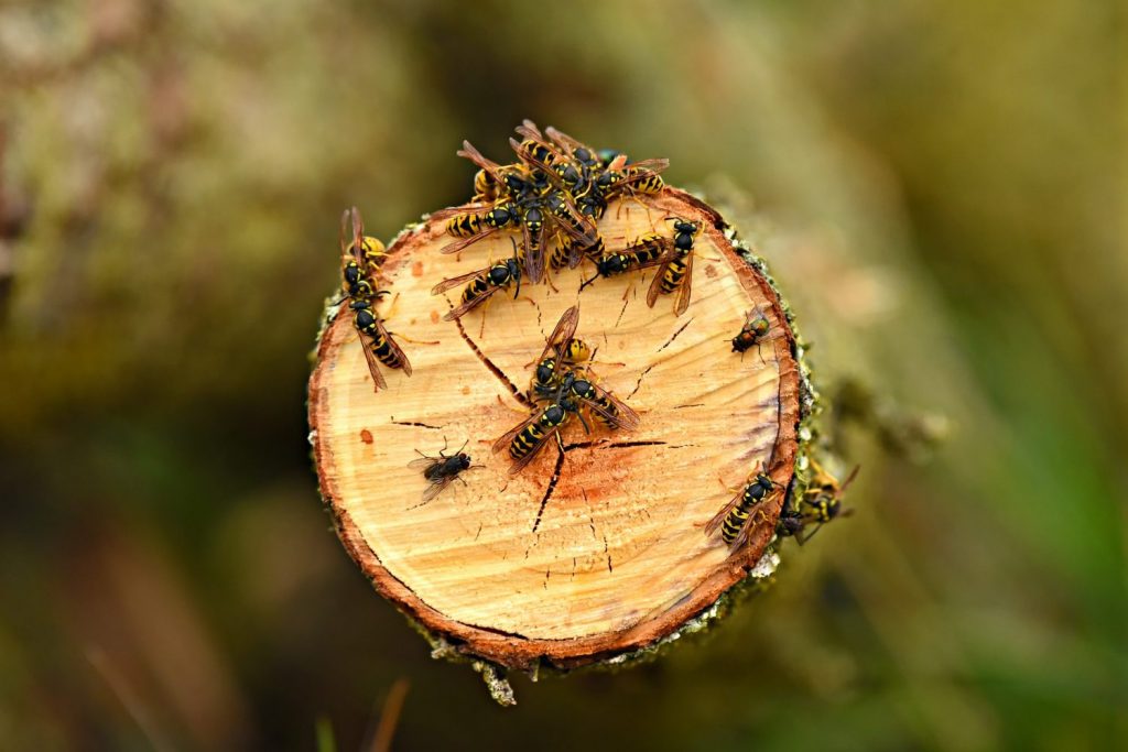 Where to Place Yellow Jacket Traps