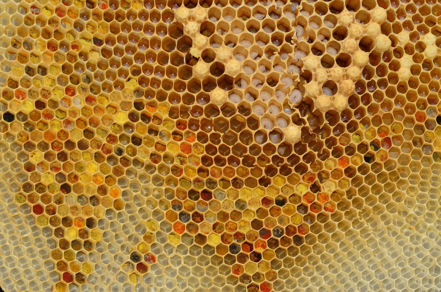 Analyzing Brood Comb/Cells